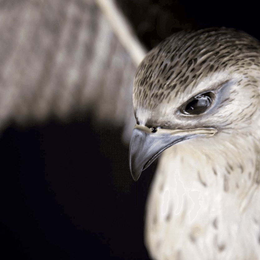Фото 2 - Орел Shaheen Falcon 